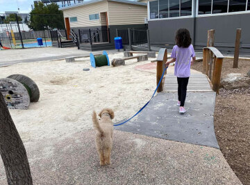 School aged child with curly hair leading a dog on a lead through a school playground