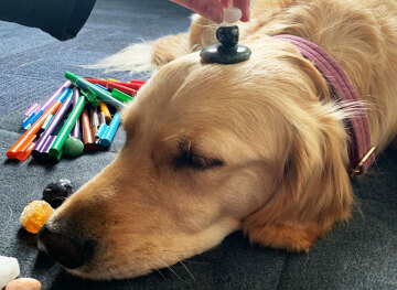 child stacking objects on a dogs head