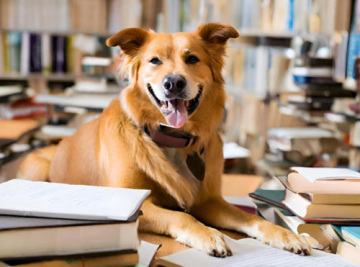The Science Behind Therapy Dogs: Understanding the Benefits for Students' Mental Health