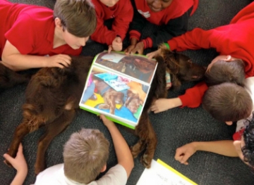 Our Dogs Teaching Communication in Schools
