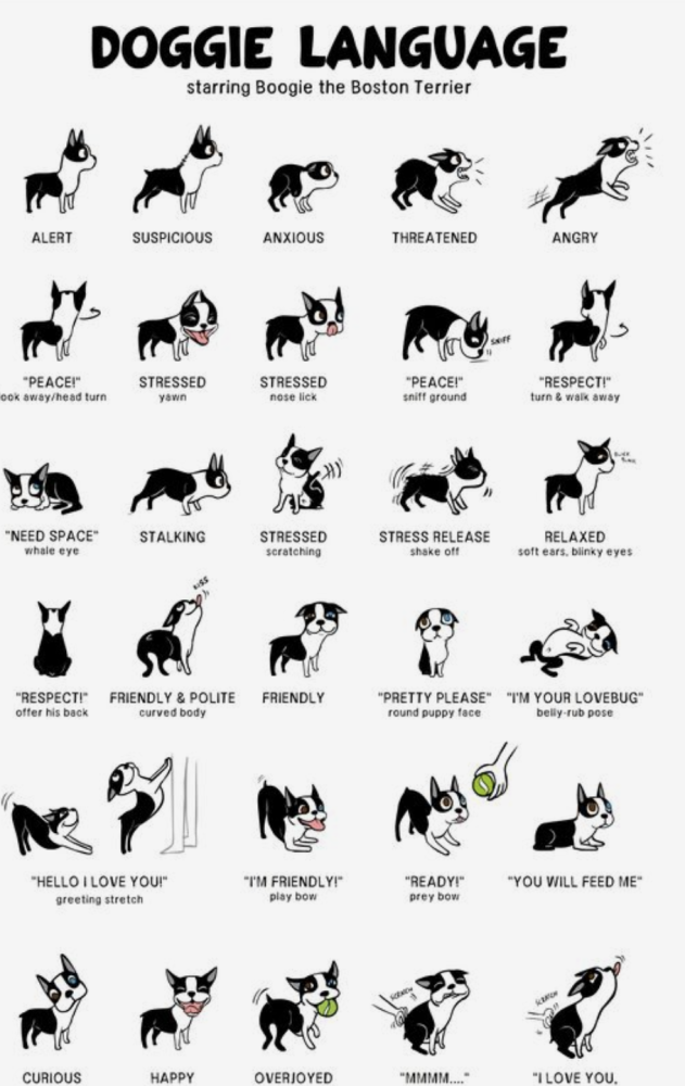 Poster showing what different dog behaviours mean